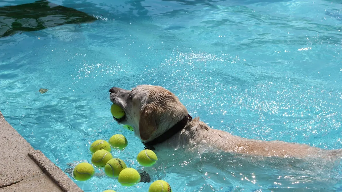 Dog playing at groomer facility in Prosper TX