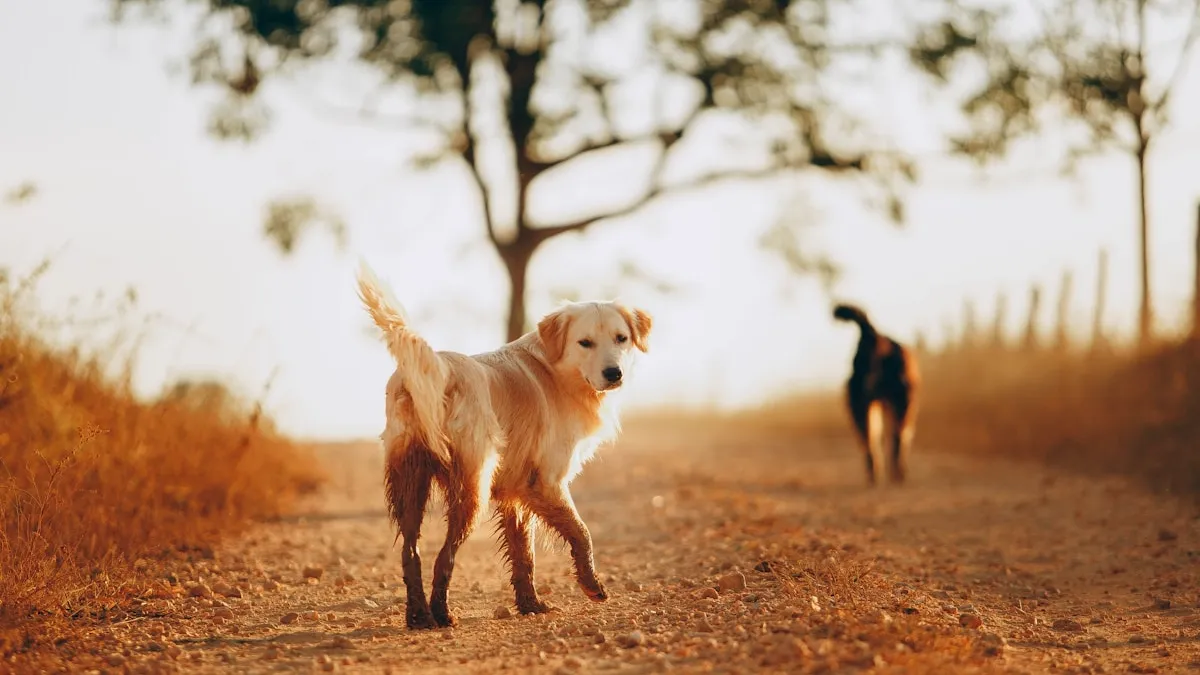 Dogs walking on trail in Prosper TX park